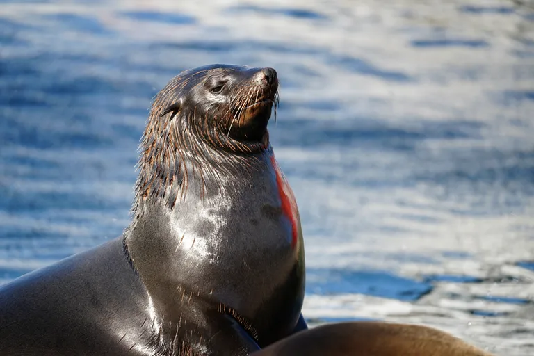 Marine Wildlife Management Programme