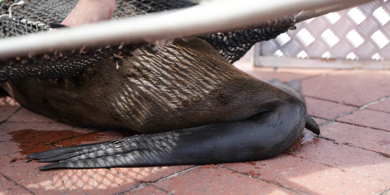 Marine Wildlife Management Programme