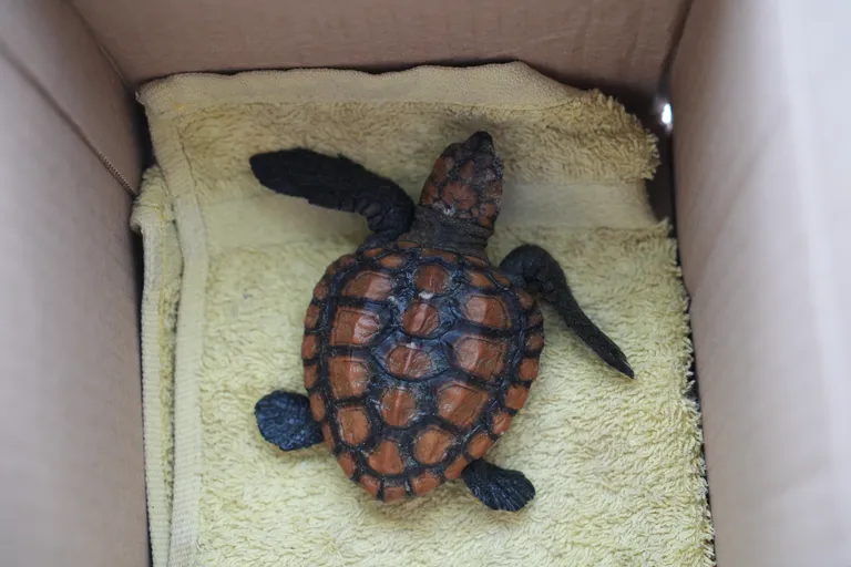 Turtle Rescue Network