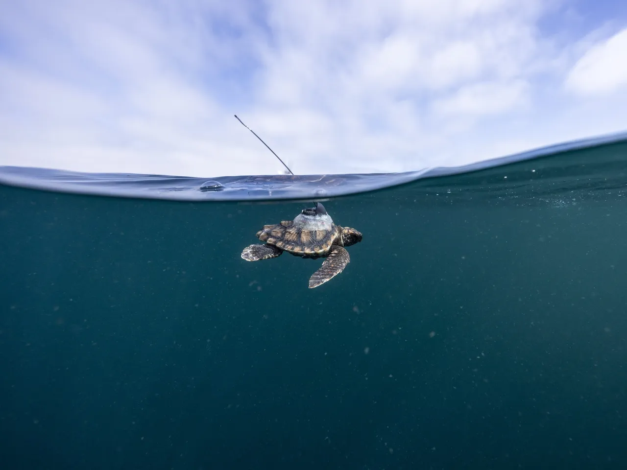 Turtle Conservation Centre