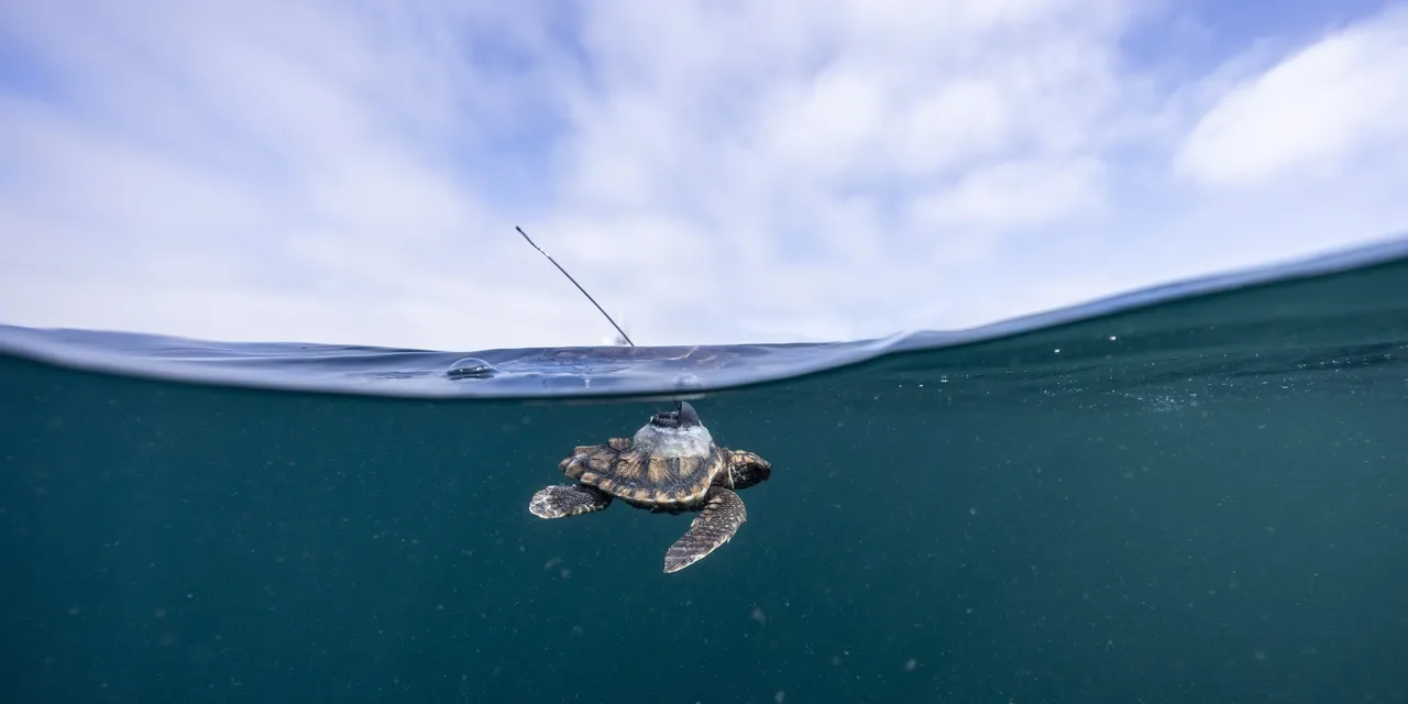 Turtle Conservation Centre