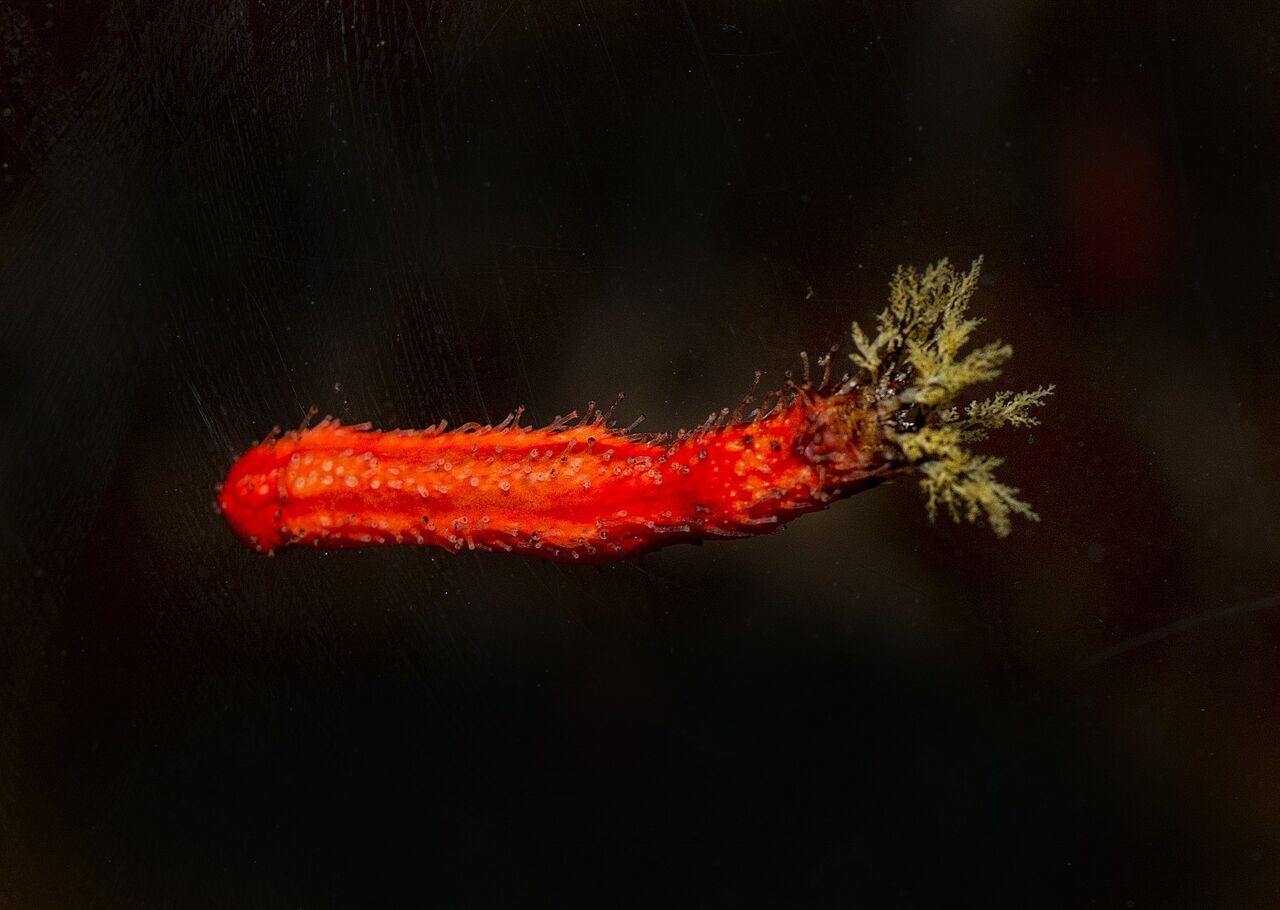 Red-chested sea cucumber