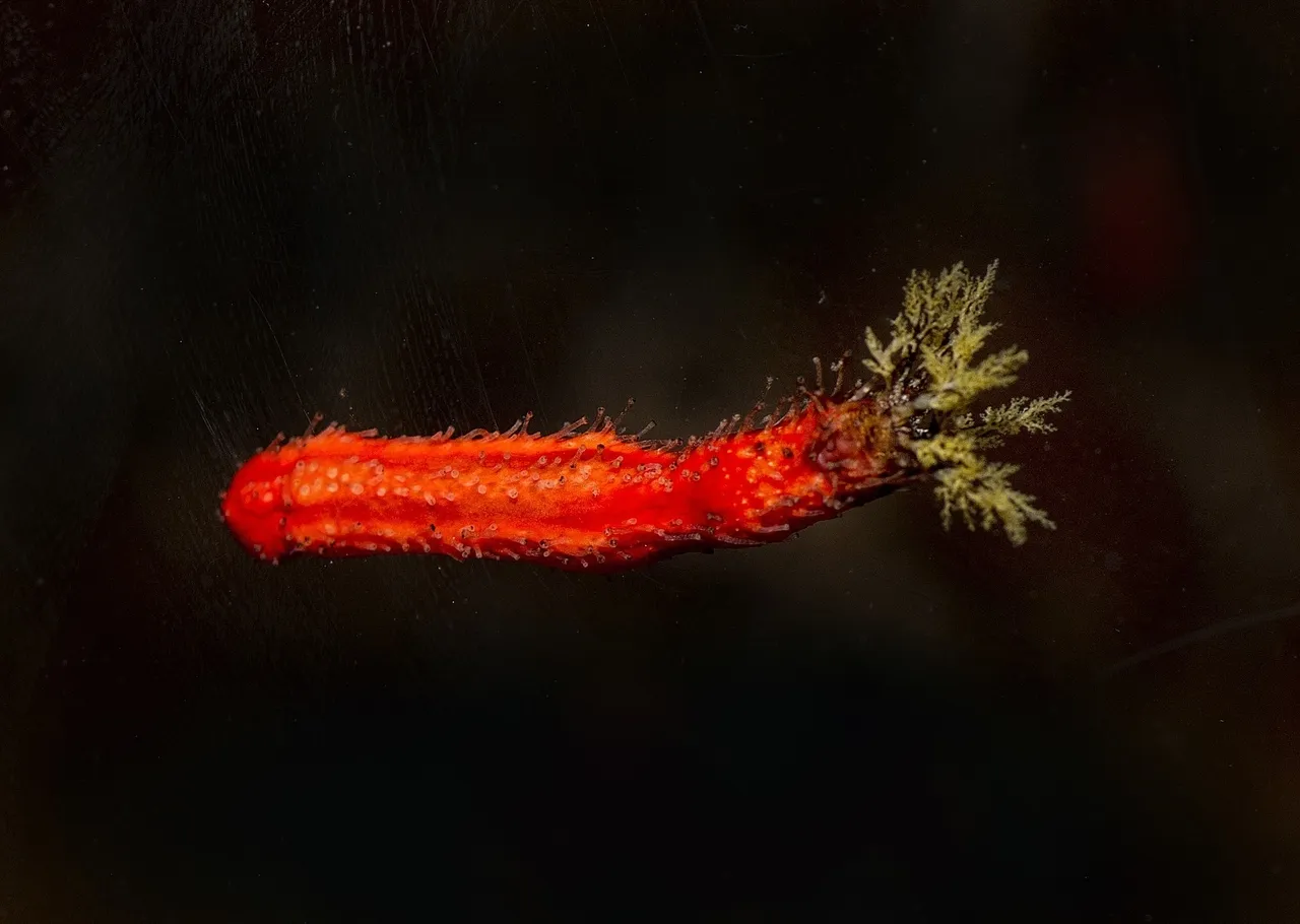 Red-chested sea cucumber