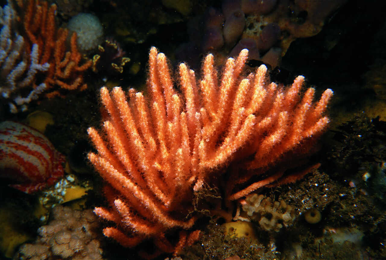 Nippled sea fan
