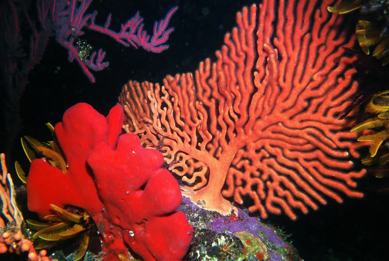 Sea fans