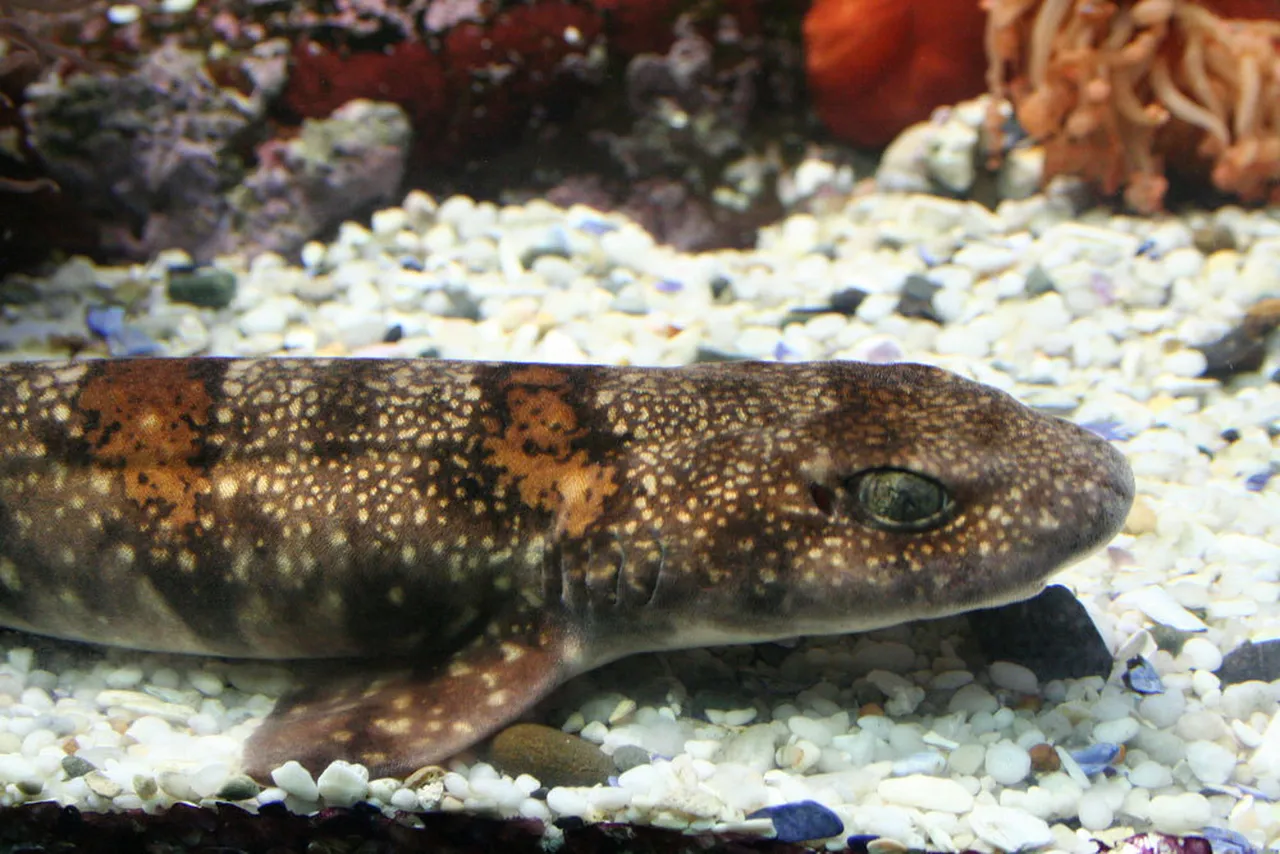 Puffadder shyshark