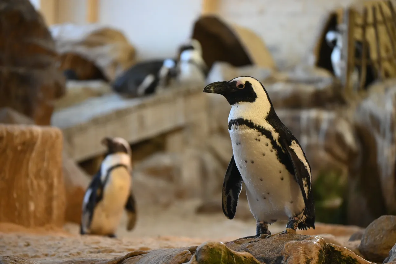 You can help save the critically endangered African penguin