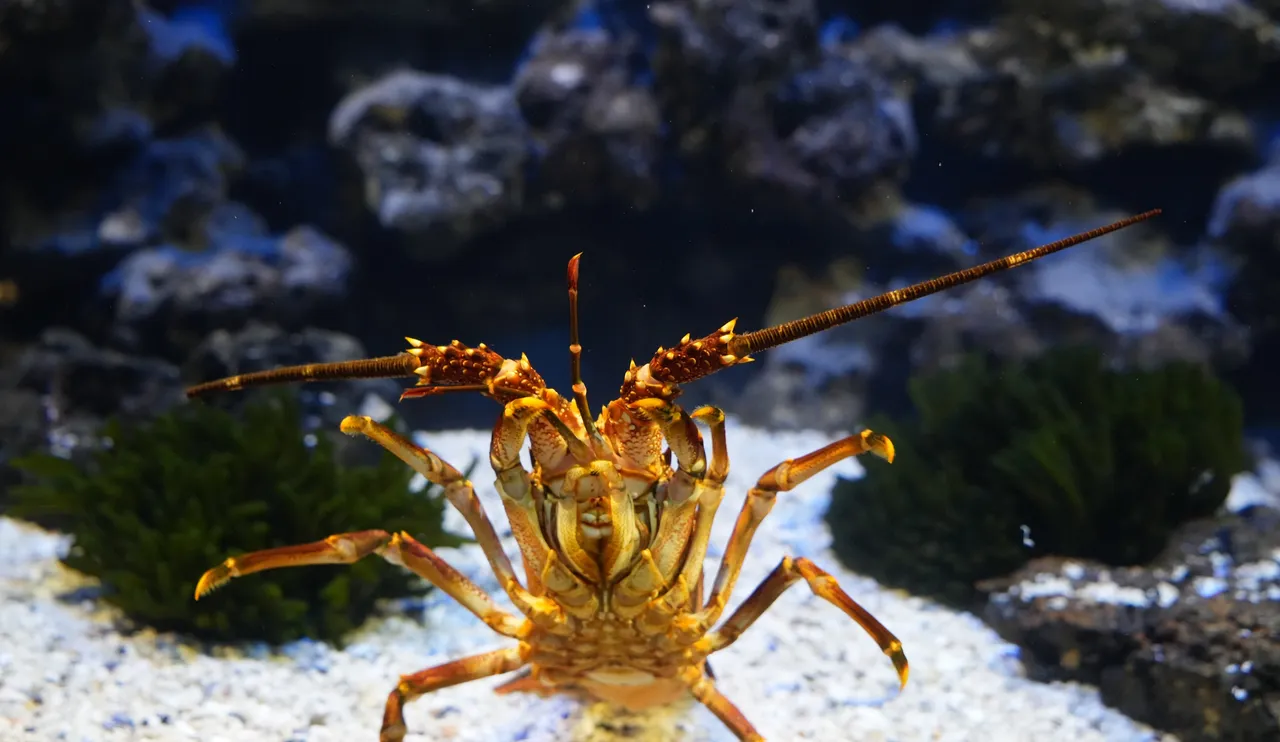 Life lessons from our Two Oceans Aquarium inhabitants