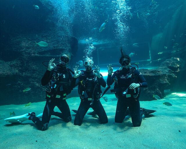 Two Oceans Aquarium Dive School