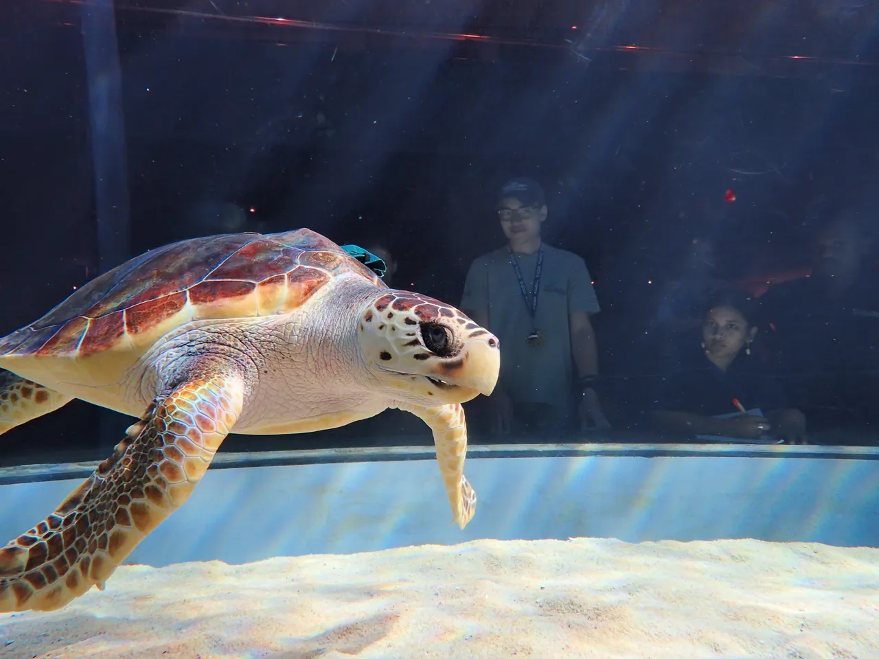 Welcome to the I&J Ocean Exhibit, Kai!