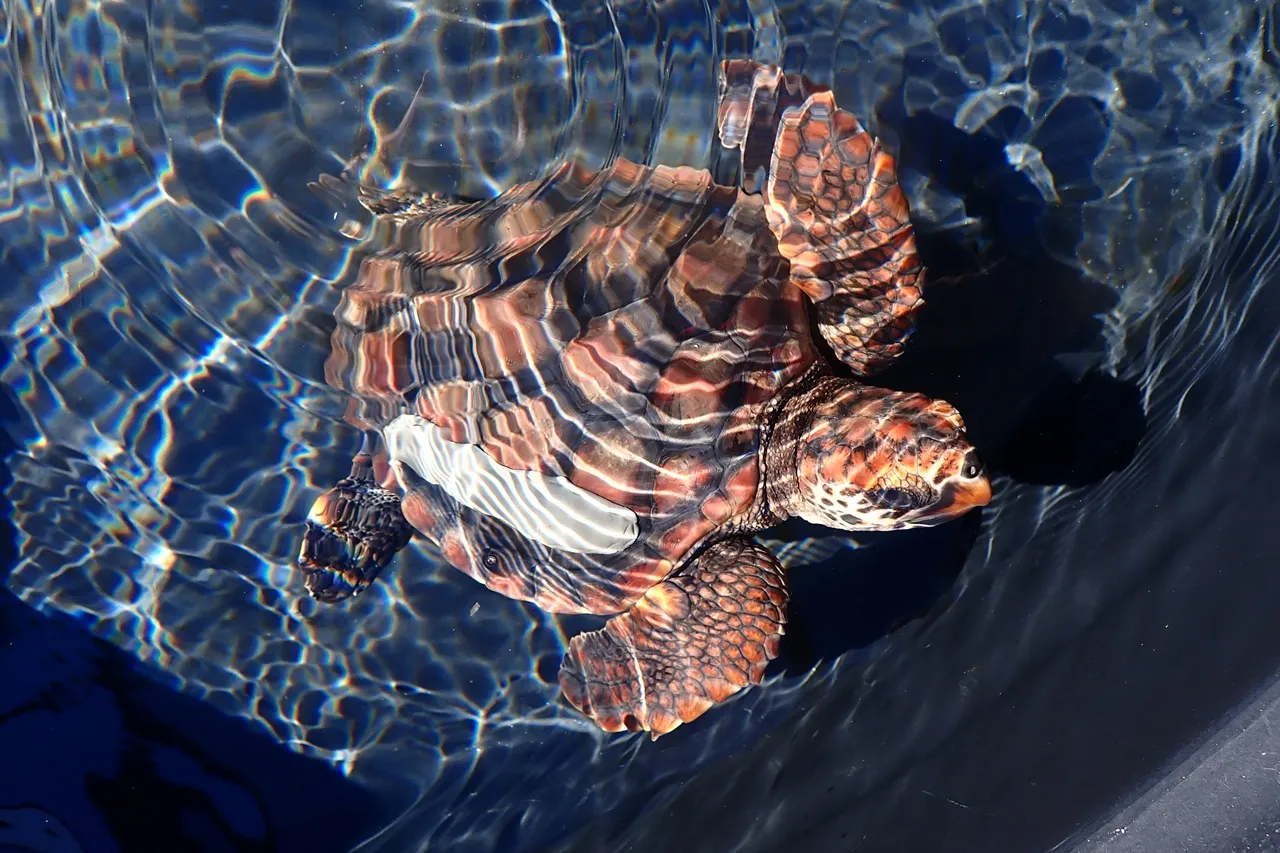 FB97 A940 F6 A1 4381 B9 BD 0264 E2994 B4 D