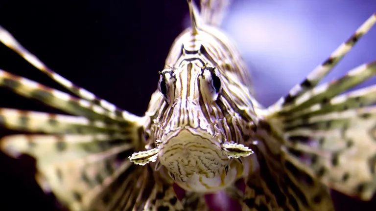 Diversity Gallery