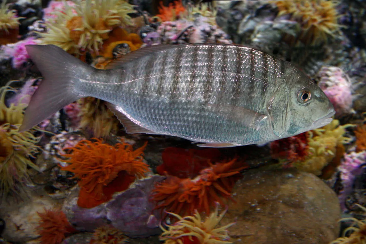 Sand steenbras