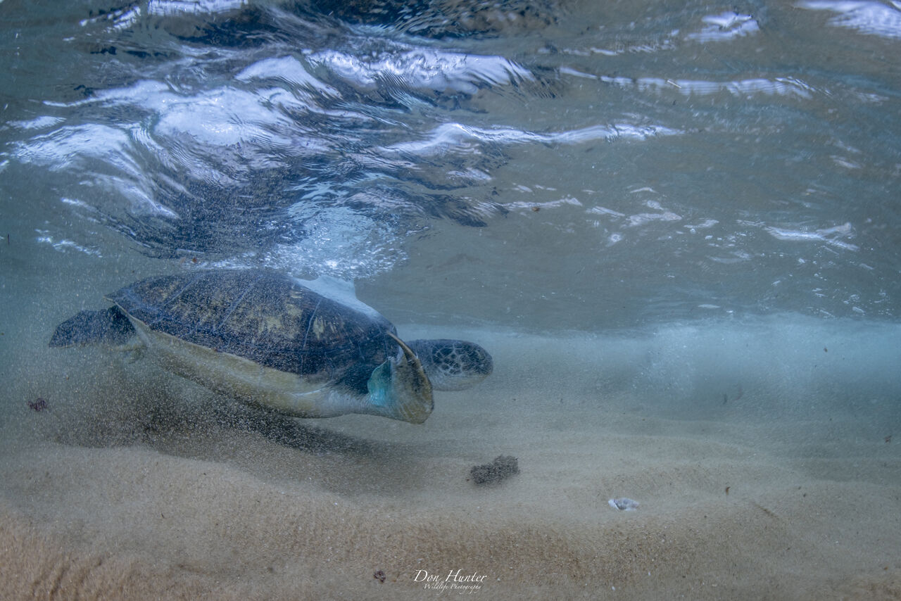 We released Bokkie, the amputee green turtle, into iSimangaliso Wetland Park!