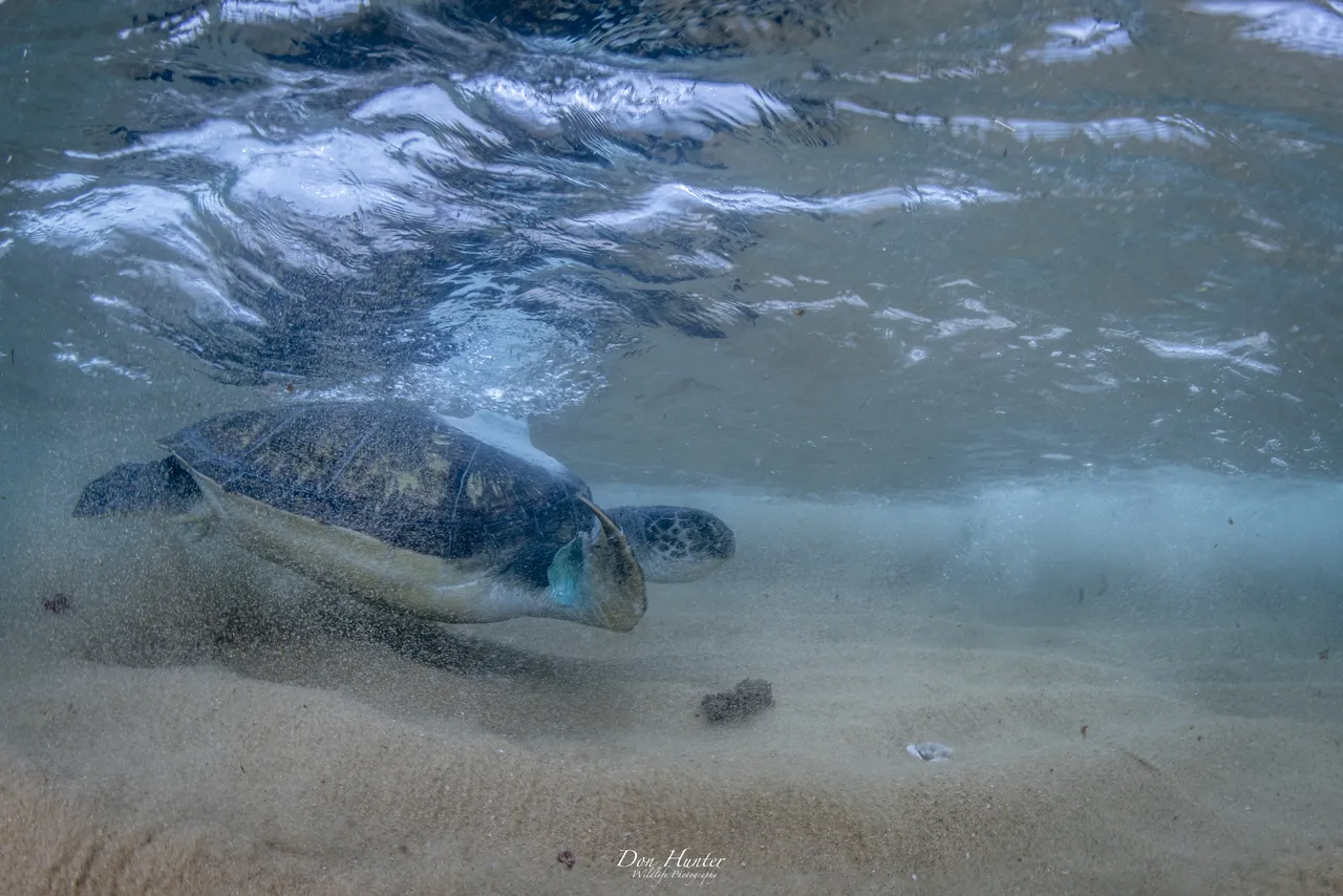 We released Bokkie, the amputee green turtle, into iSimangaliso Wetland Park!