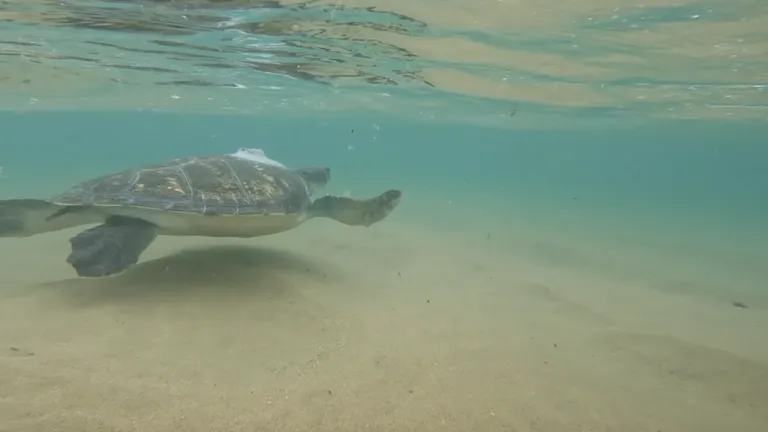 We released Bokkie, the amputee green turtle, into iSimangaliso Wetland Park!