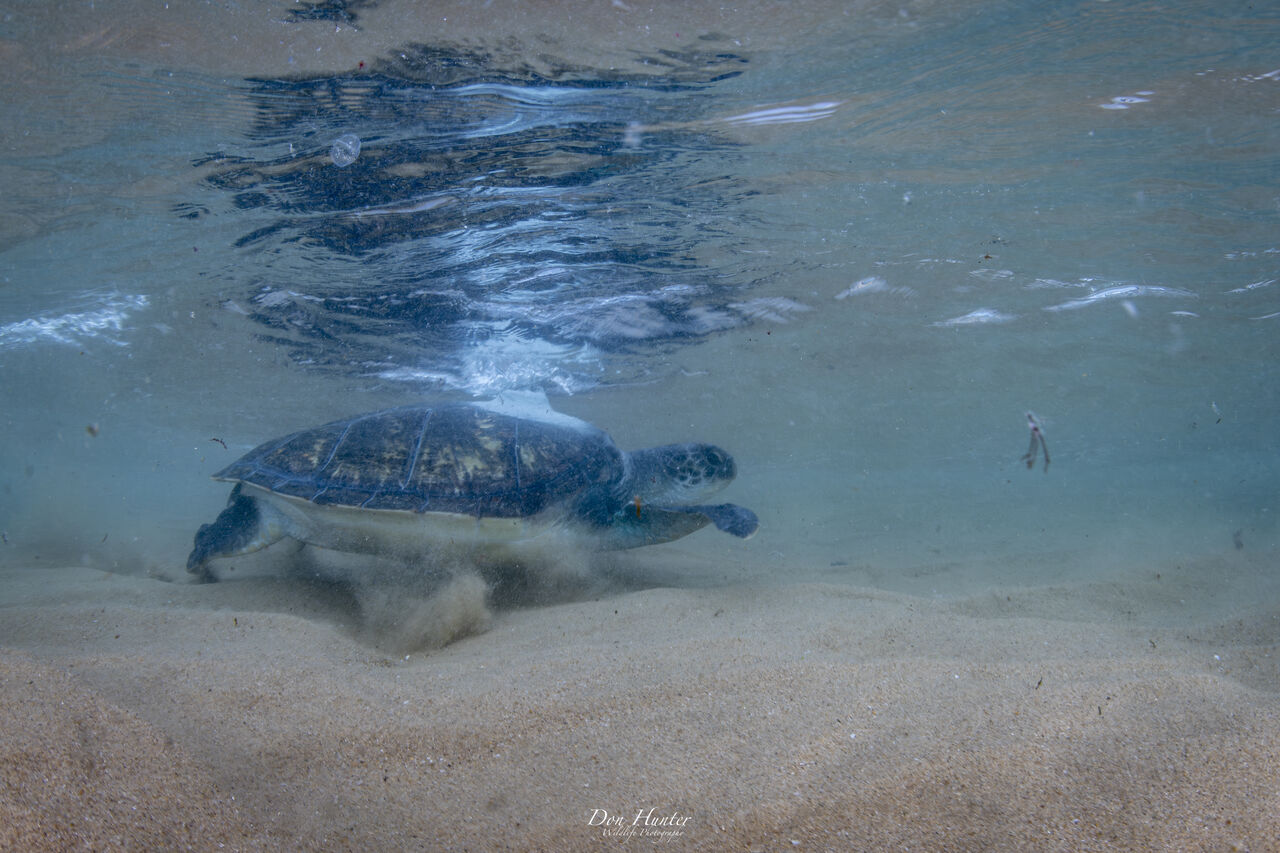 DON5429 Enhanced NR 31