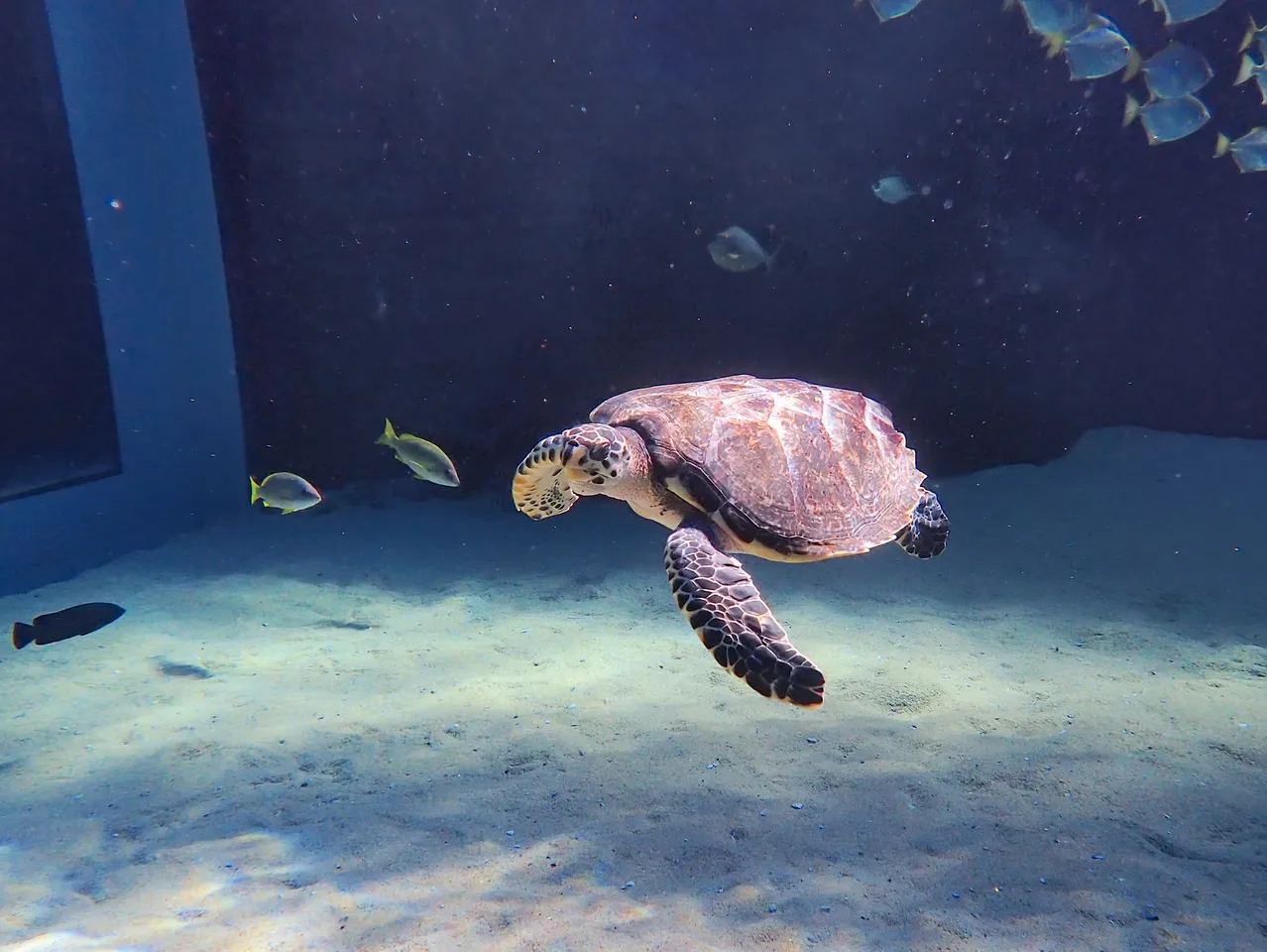 Welcome to the I&J Ocean Exhibit, Harley!