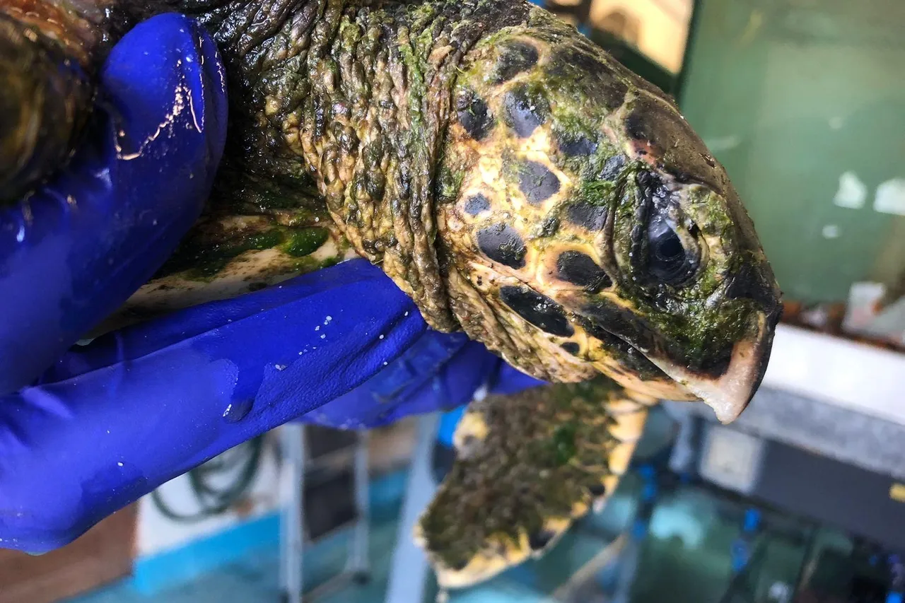 1 D73 B8 DC 8728 43 CF B846 BCD5282188 D3