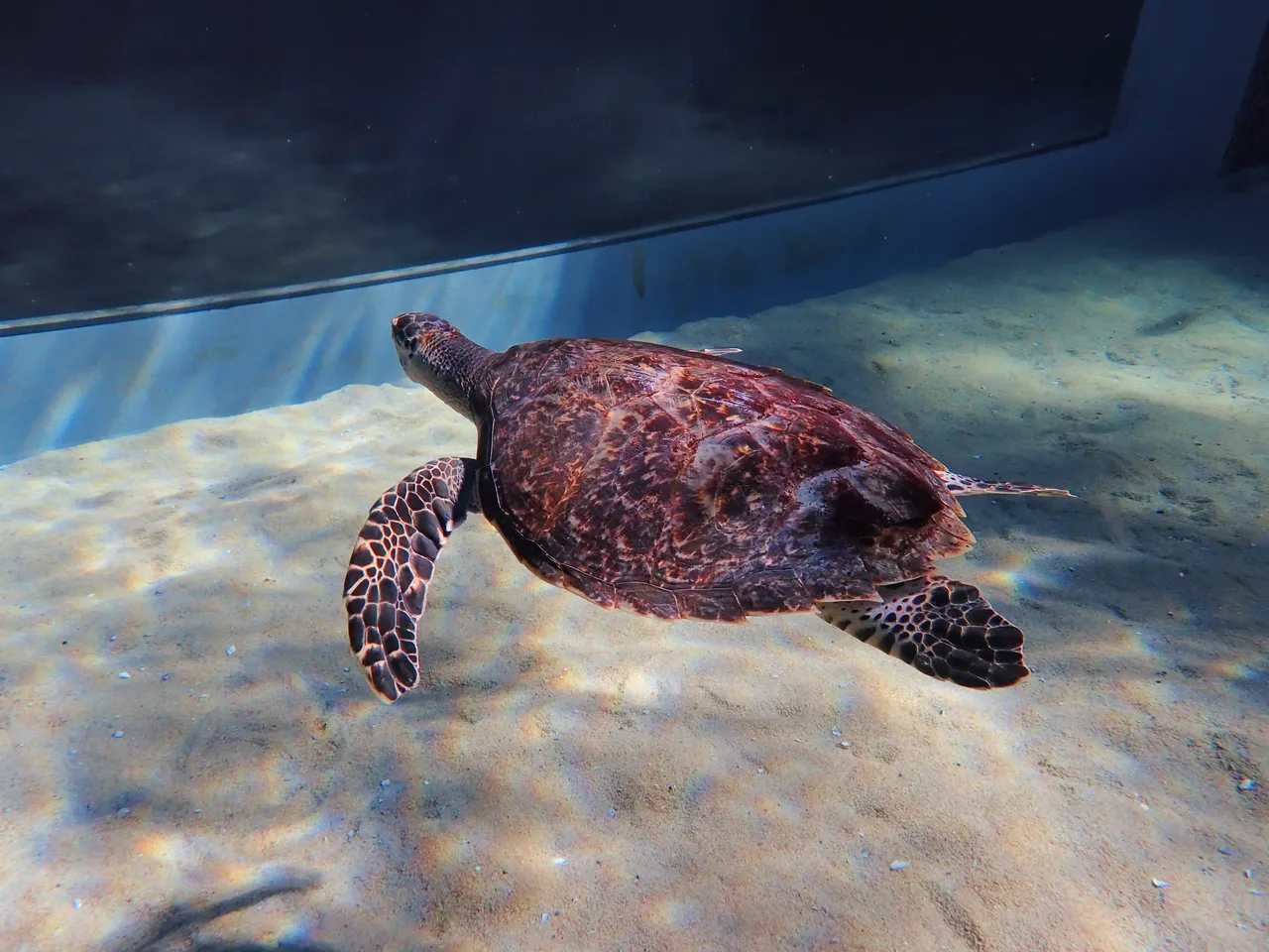 Hawksbill turtle