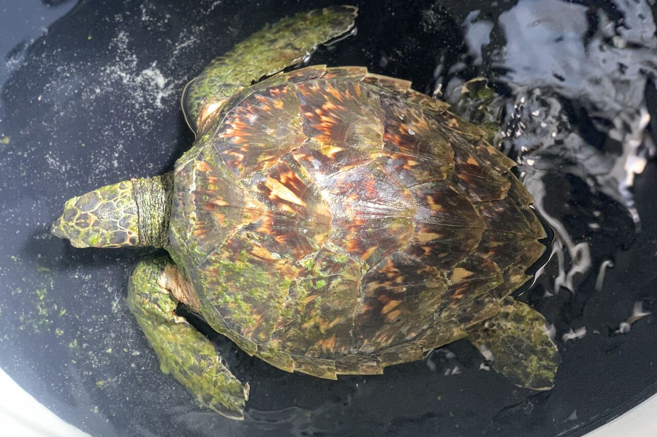 E037 E286 8 DC6 4 B71 AFF4 1 B00977 DF74 C