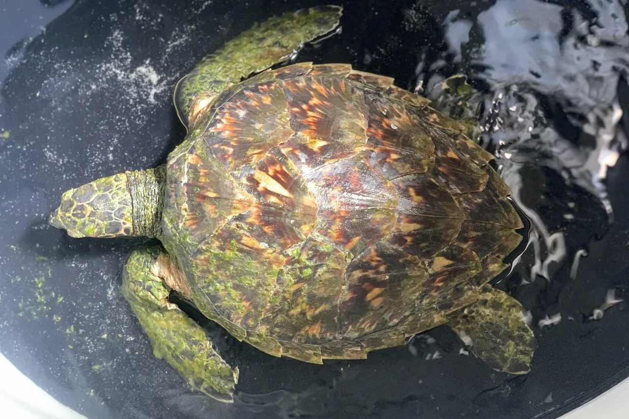 E037 E286 8 DC6 4 B71 AFF4 1 B00977 DF74 C