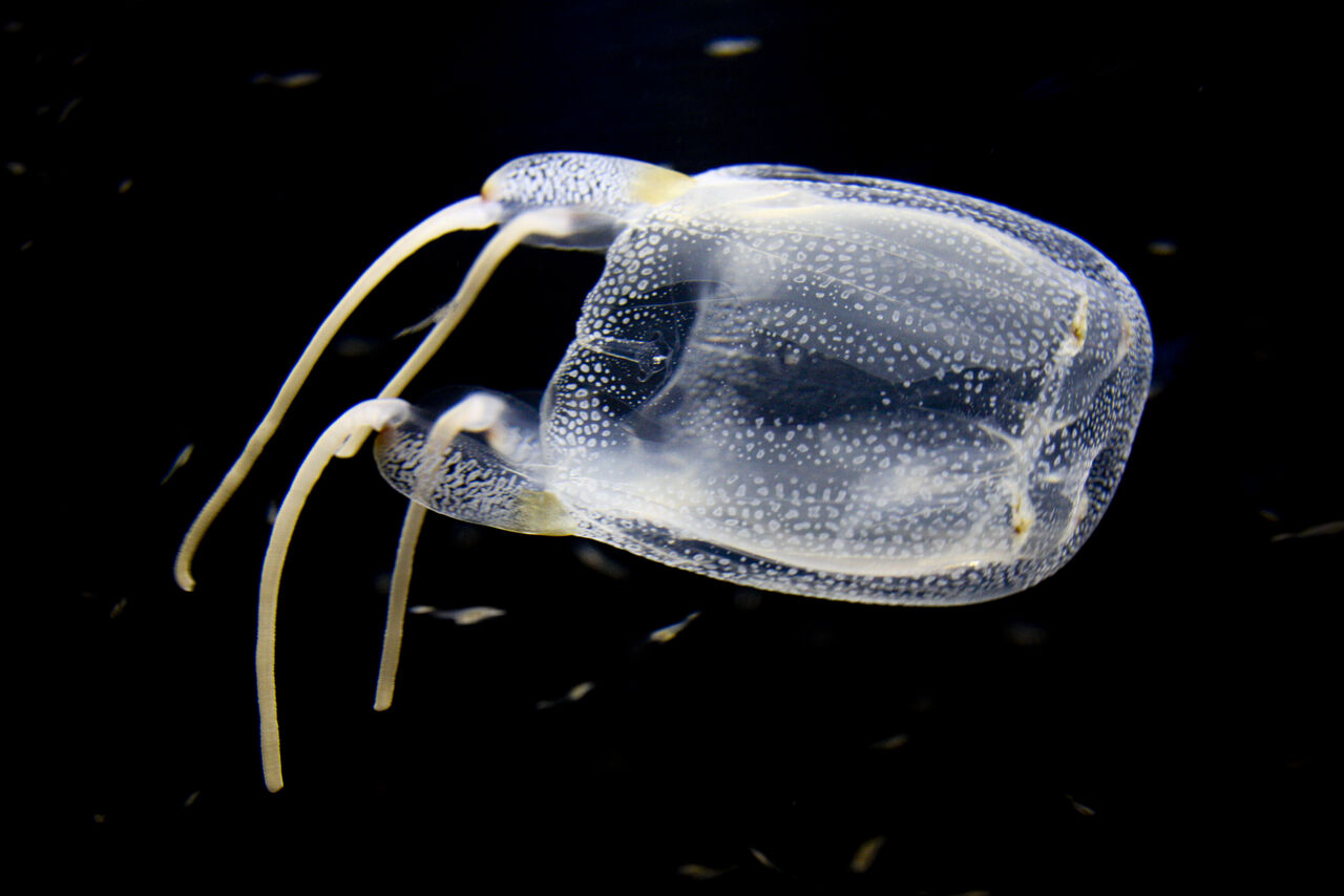Happy World Jellyfish Day!