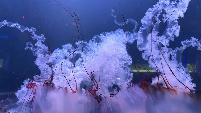 Happy World Jellyfish Day!