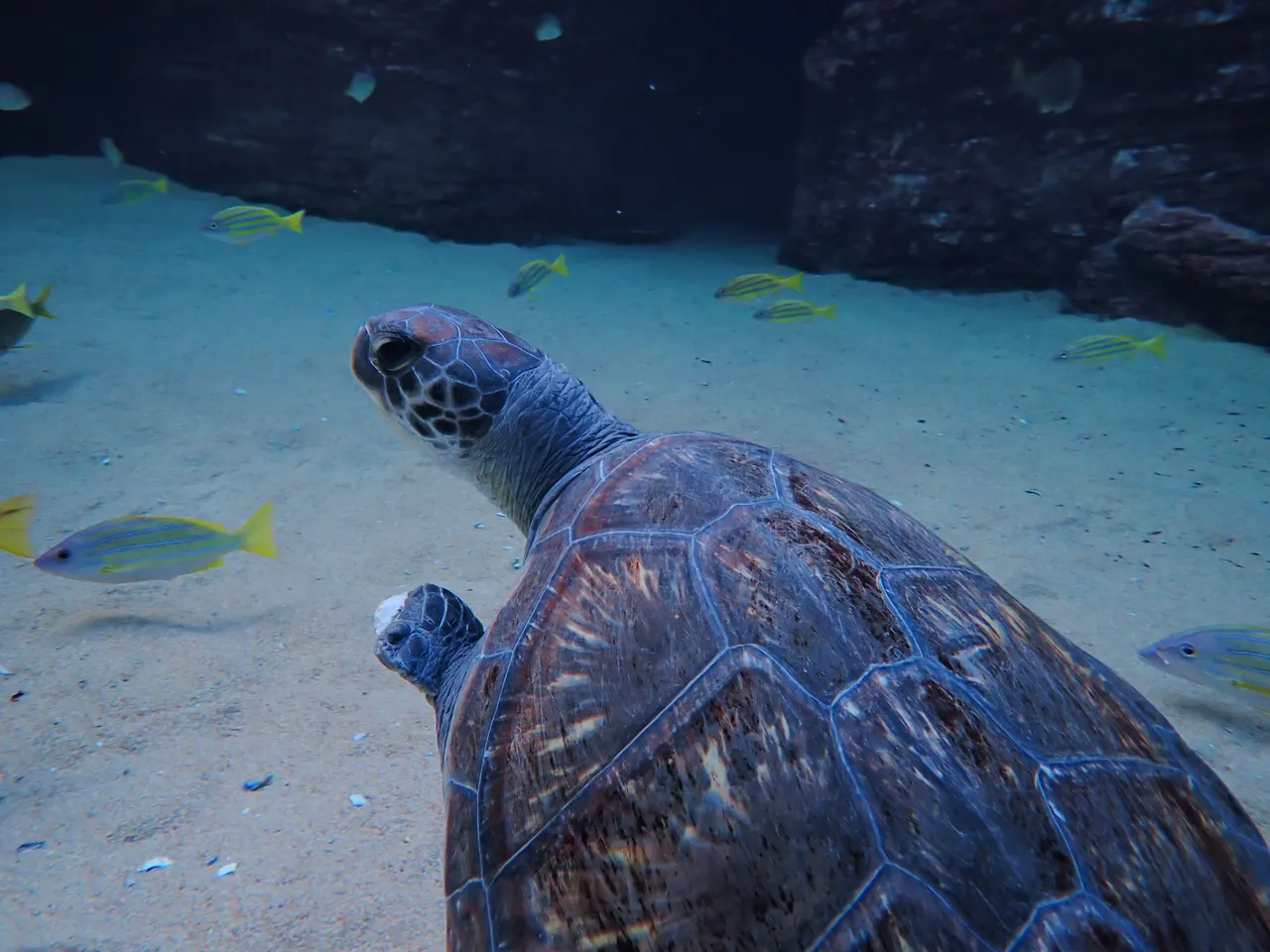 Tracking our turtles: Bokkie's first update