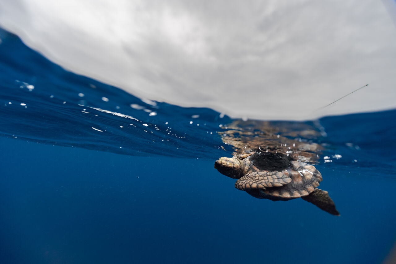 Turtle Release Devin Trull Neutral 6