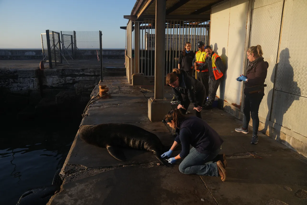 Matrix Images Nic Bothma Seals Vac 27