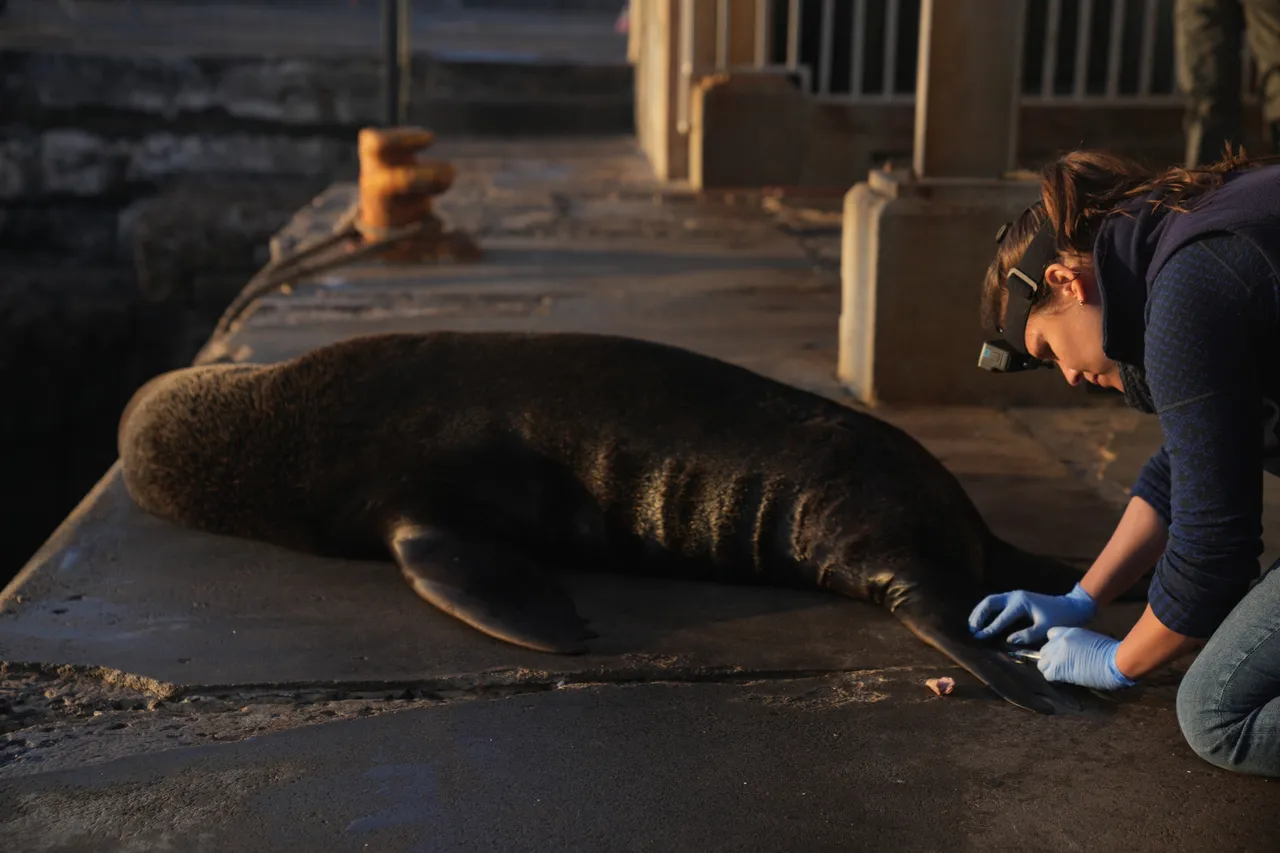 Matrix Images Nic Bothma Seals Vac 25