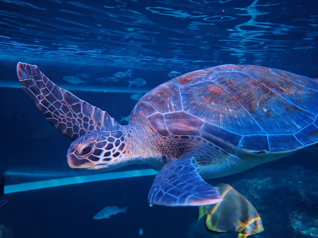 Nori the green turtle has been adopted!