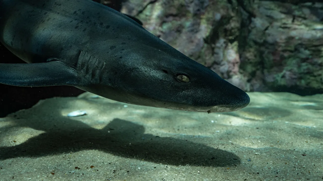 Spotted gully sharks return to the ocean: How the Two Oceans Aquarium uses tagging technology for conservation
