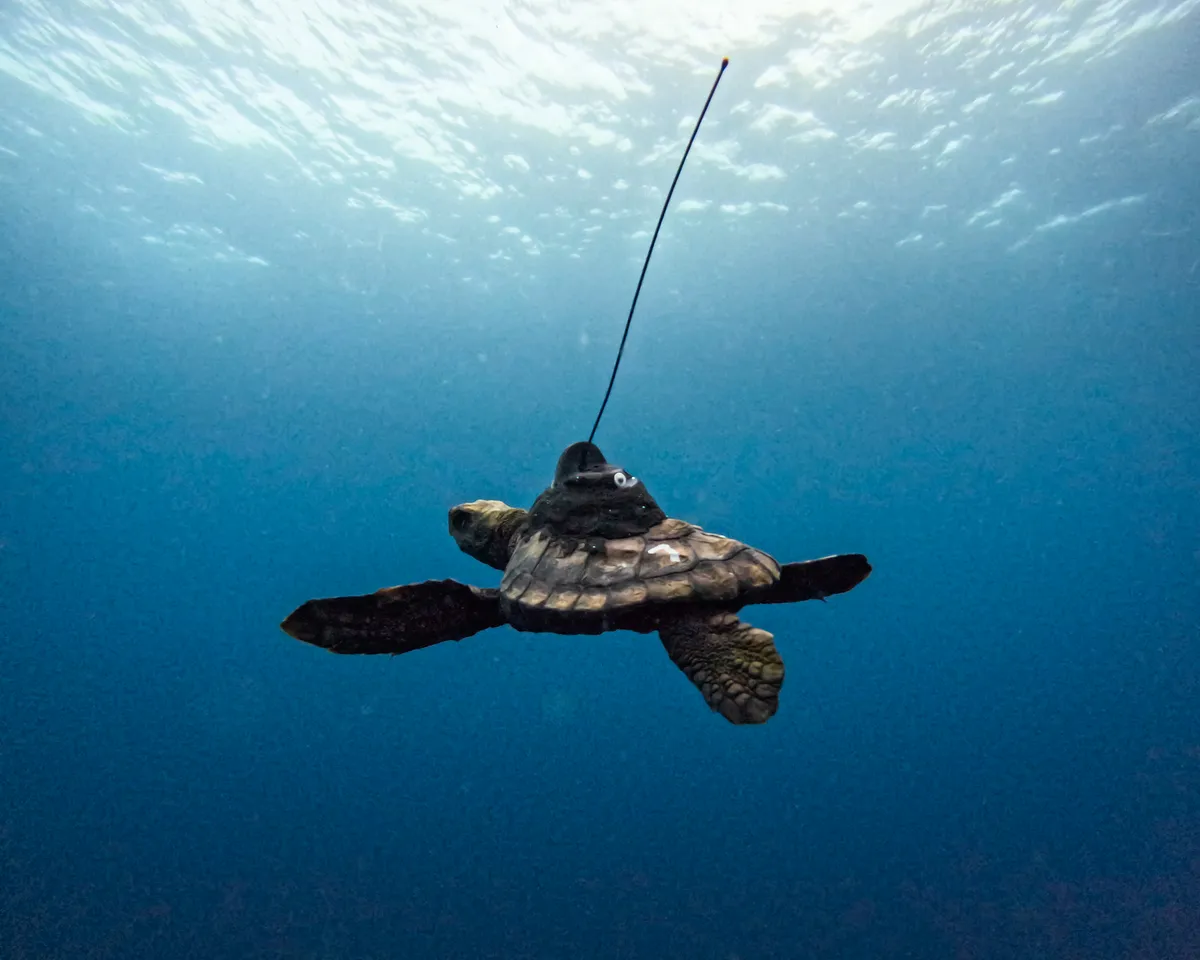 Where do you spend your lost years, little turtle?