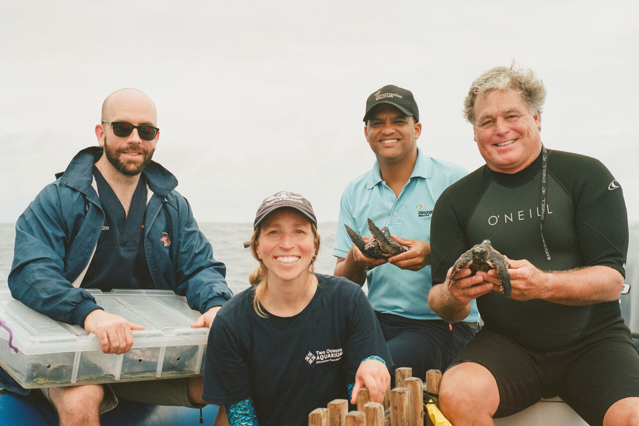 Turtle Release 1 of 12