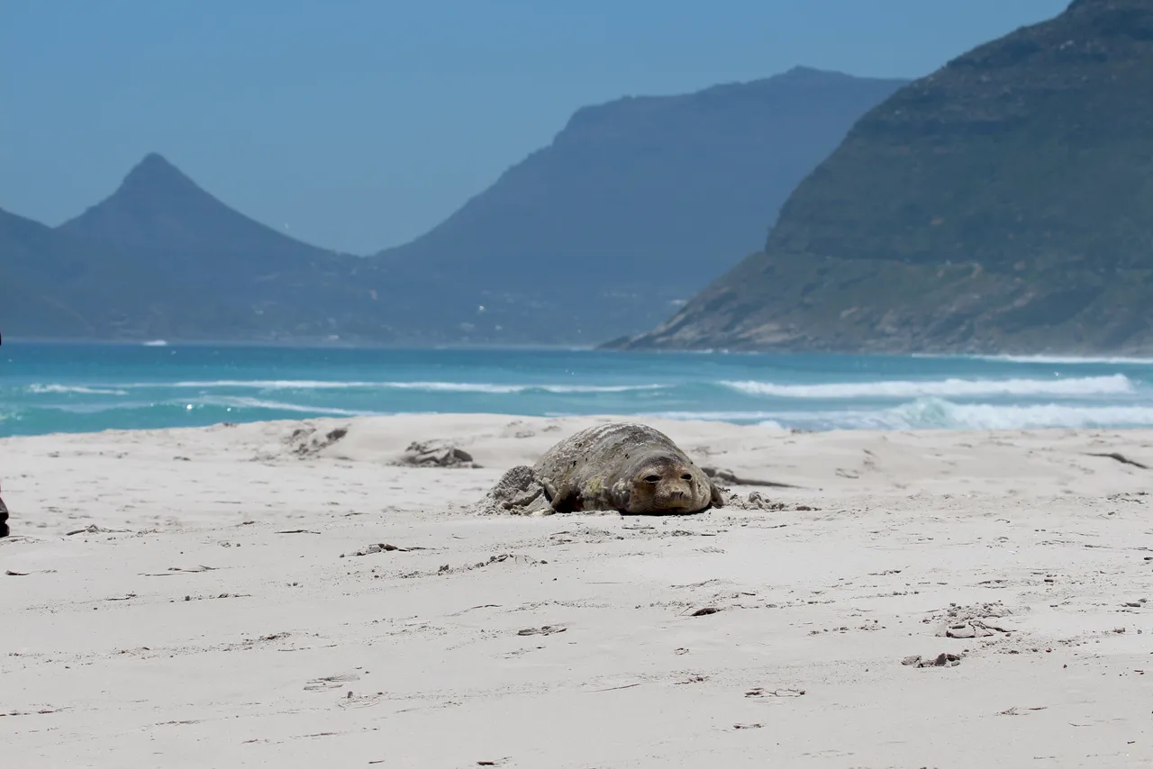 Meet the elephant seals visiting Cape Town's beaches