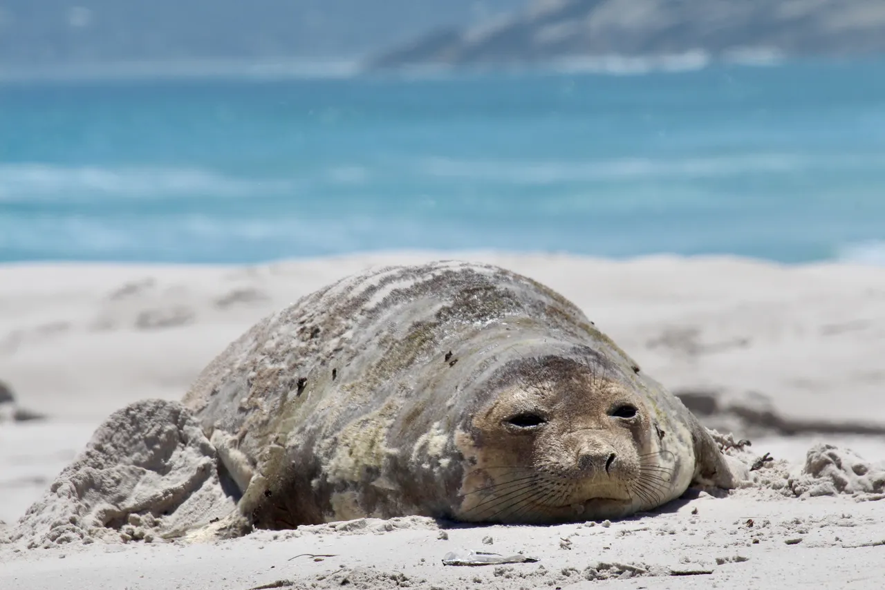 Southern elephant seal