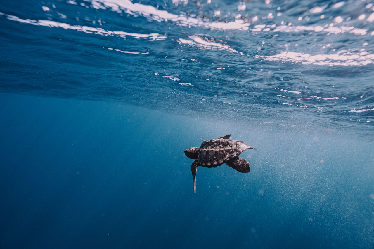 Our Turtle Conservation Centre released 75 post-hatchling loggerhead turtles!