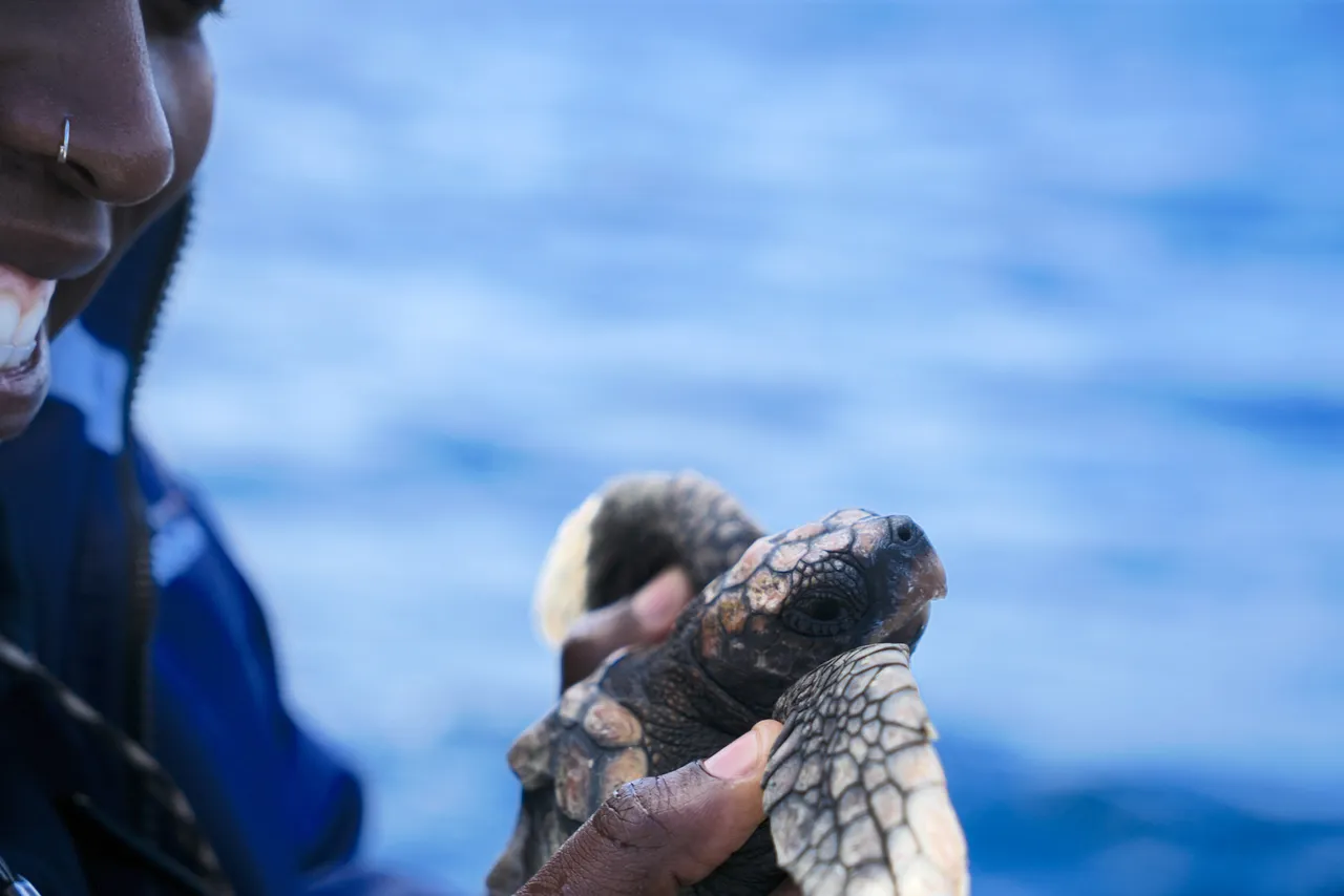 Thank you to our turtle community!