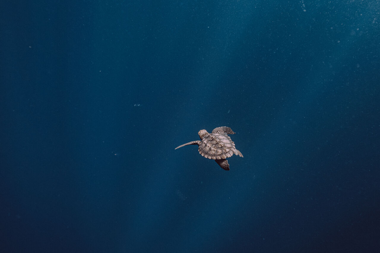 TOA Turtle Release Houtbay 3 Des 24 by Willem van den Heever 8