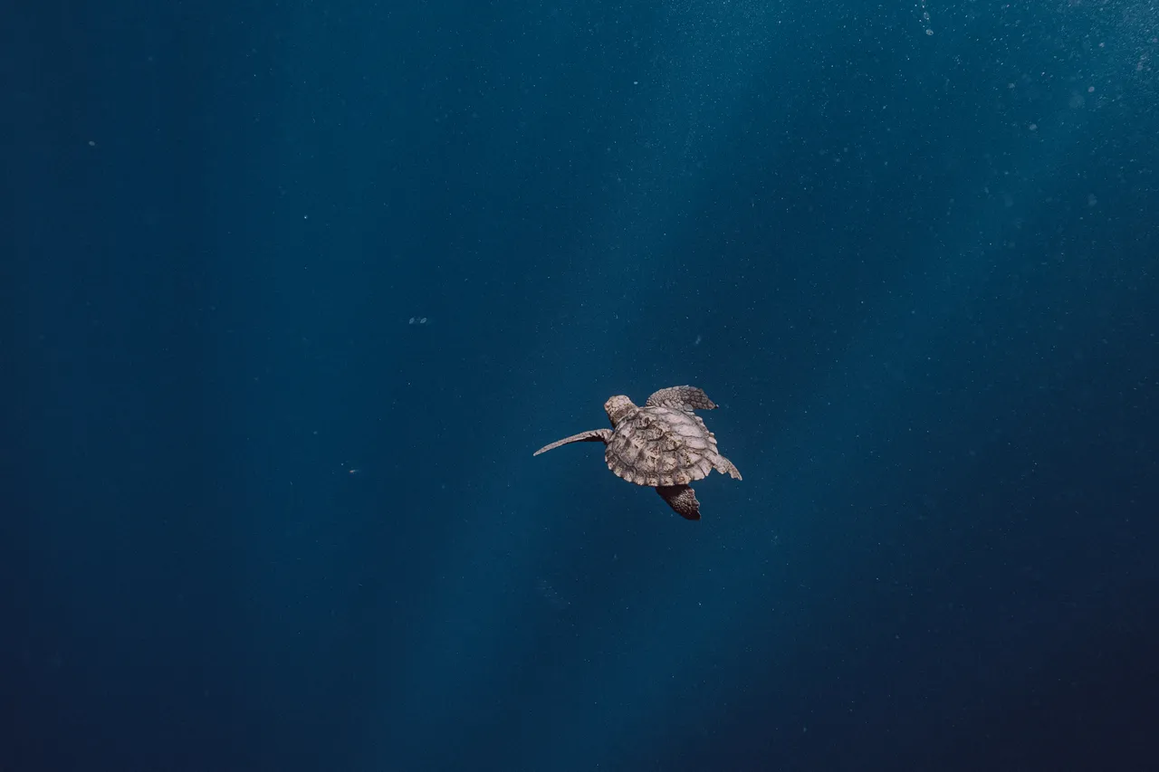TOA Turtle Release Houtbay 3 Des 24 by Willem van den Heever 8