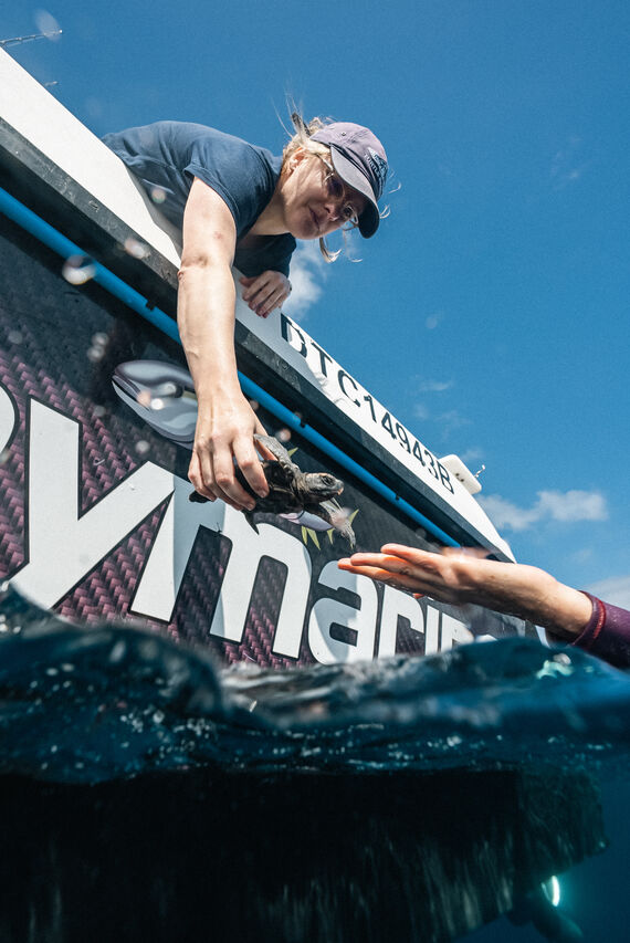 TOA Turtle Release Houtbay 3 Des 24 by Willem van den Heever 17