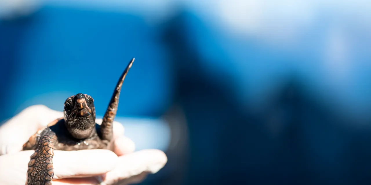 Adopt a turtle hatchling