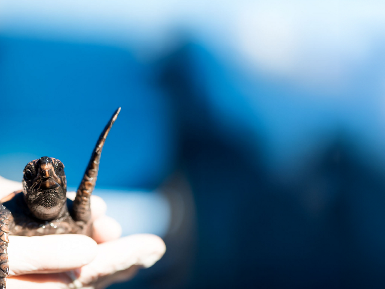 Adopt a turtle hatchling