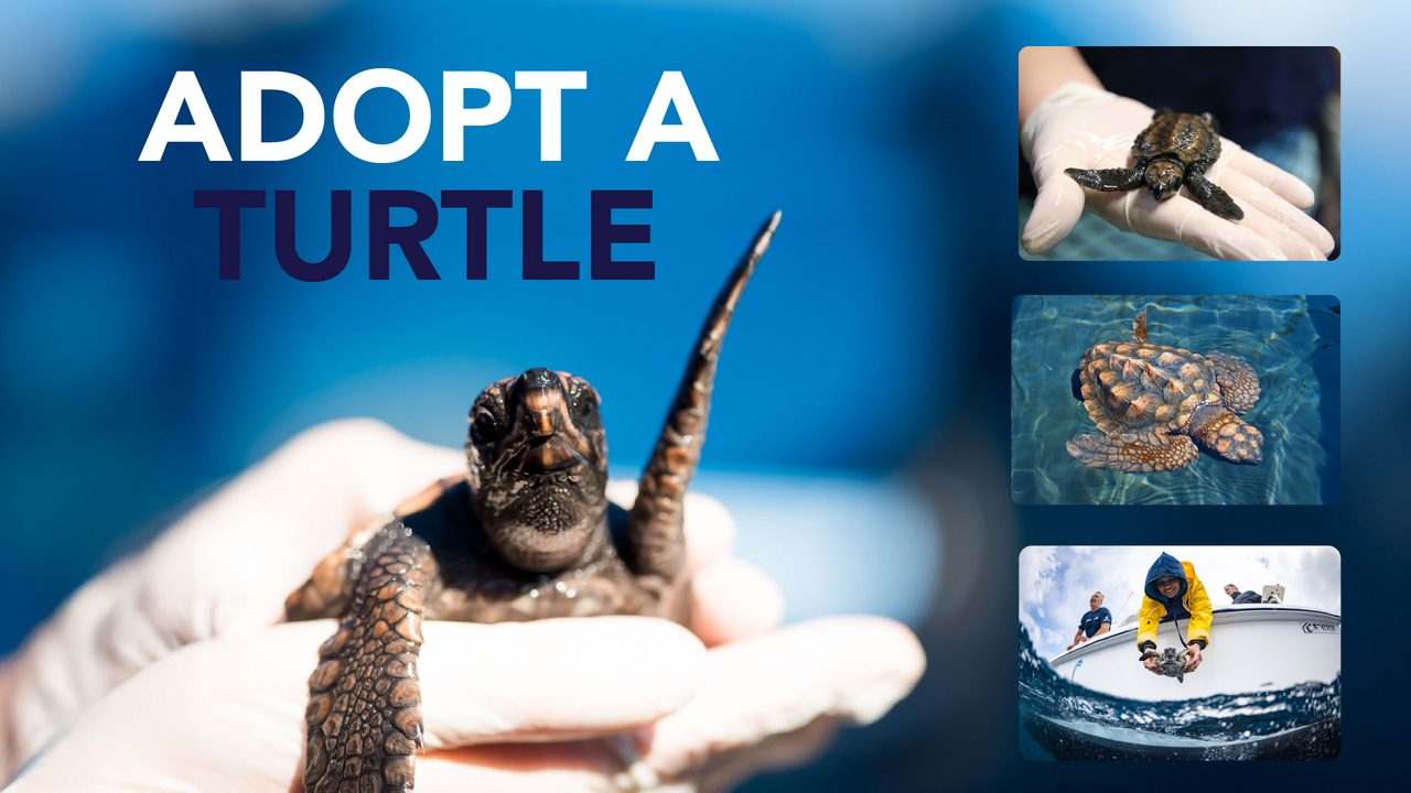 Festive flippers: Adopting a turtle is the best gift idea!