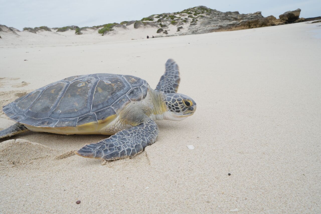 A Two Oceans Aquarium Foundation first: Releasing three turtle species into De Hoop MPA