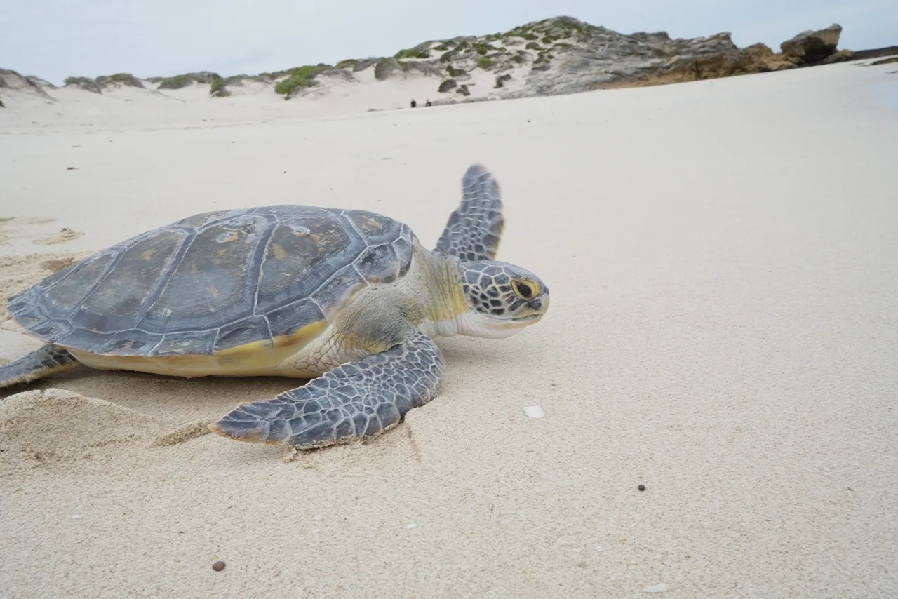 A Two Oceans Aquarium Foundation first: Releasing three turtle species into De Hoop MPA