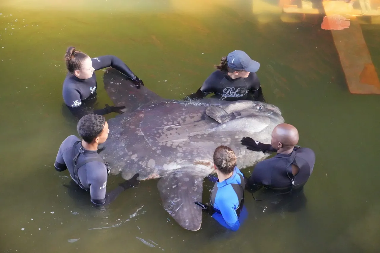 Sunfish being guided into position