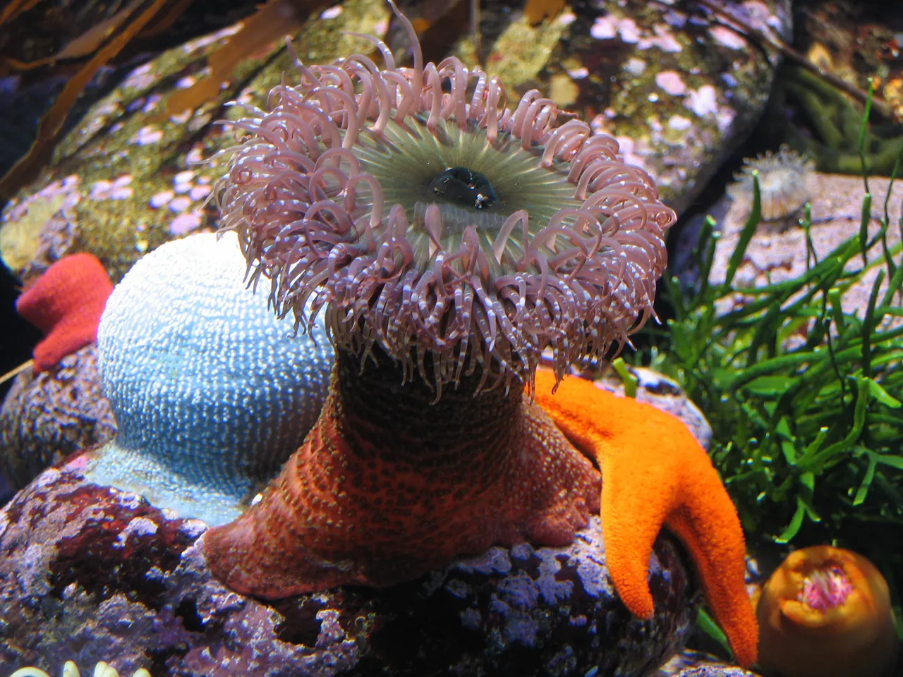 The anemones of the Two Oceans Aquarium